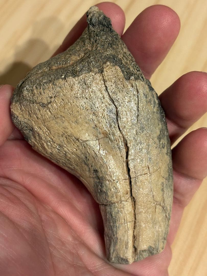 オススメ　補修なし　スコミムスのハンドクロウ　化石　恐竜