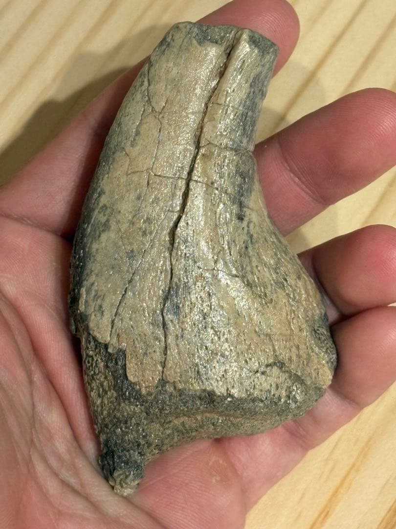 オススメ　補修なし　スコミムスのハンドクロウ　化石　恐竜