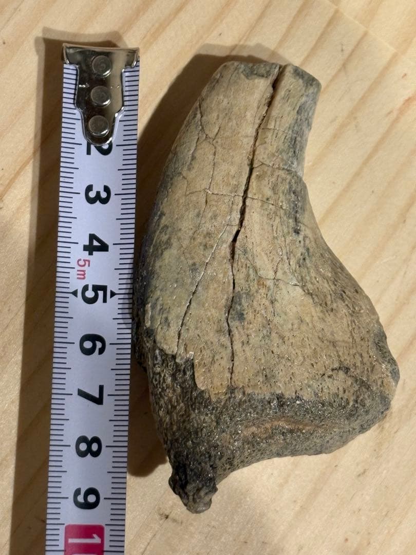 オススメ　補修なし　スコミムスのハンドクロウ　化石　恐竜