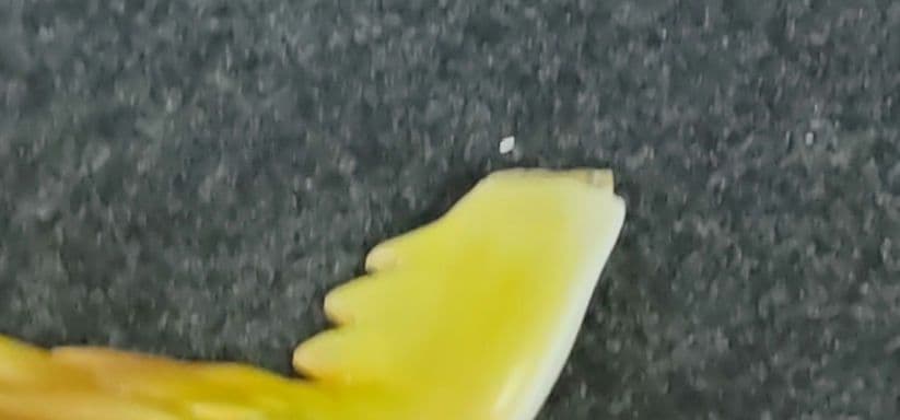 【商品説明欄をご確認ください】神羅万象　フィギュア5点セット