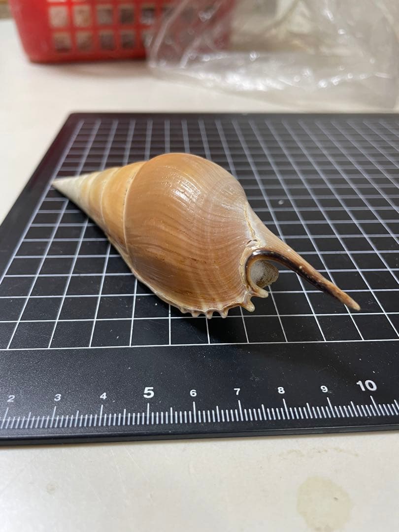 エビスガイ　貝殻　標本