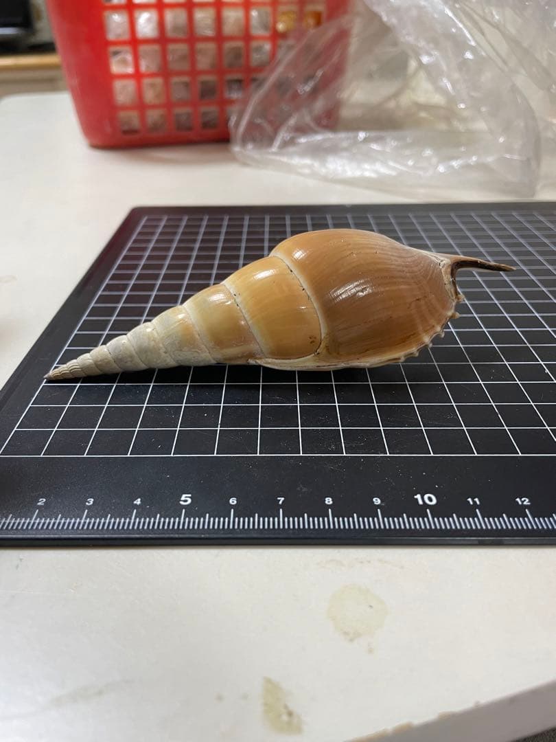 エビスガイ　貝殻　標本
