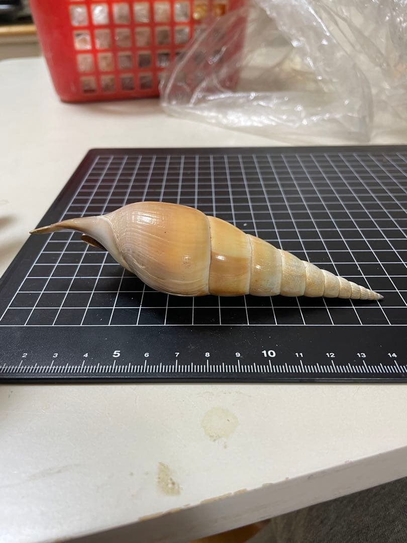 エビスガイ　貝殻　標本