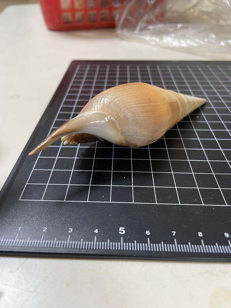 エビスガイ　貝殻　標本