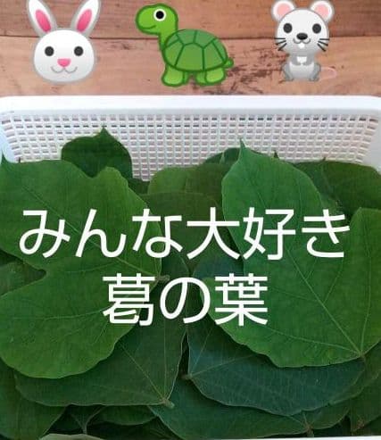 生葉/野草 ●セミオーダーページ● ウサギ ハムスター リクガメ モルモット 他