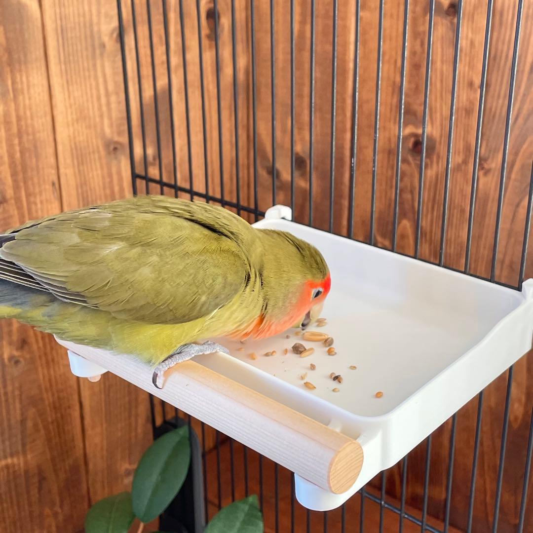 【○】広くて浅いバード食器　他おまとめ　8670