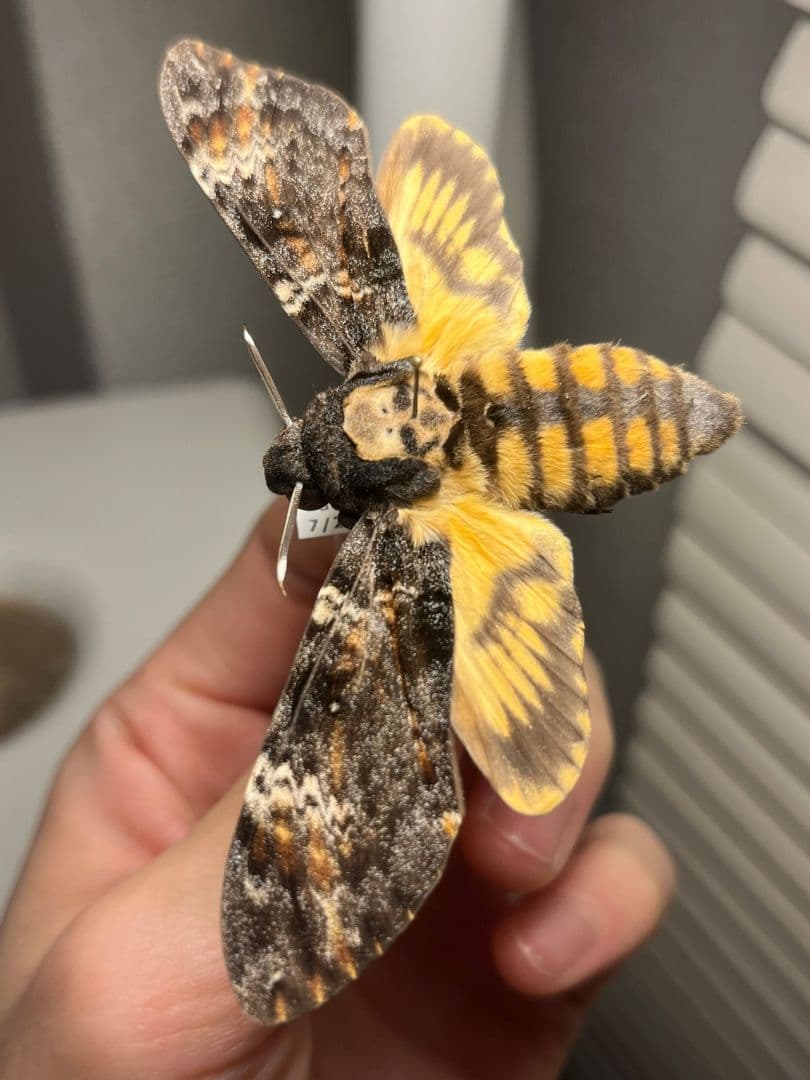 【完璧髑髏】 メンガタスズメ 羊たちの沈黙 標本 蛾 オオミズアオ 蝶