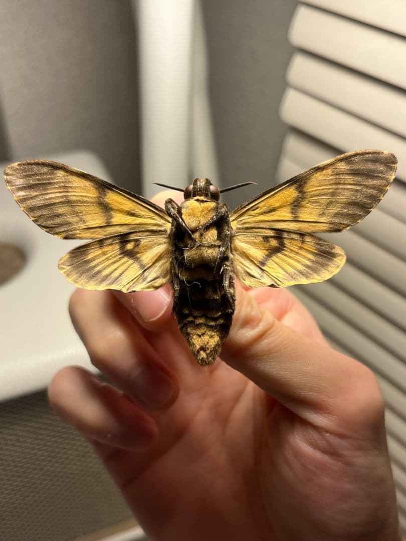 【完璧髑髏】 メンガタスズメ 羊たちの沈黙 標本 蛾 オオミズアオ 蝶