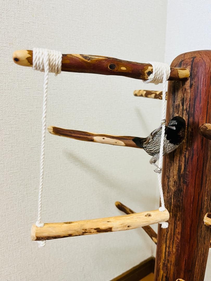 【中型鳥】ブランコ＆はしご付バードアスレチック♬