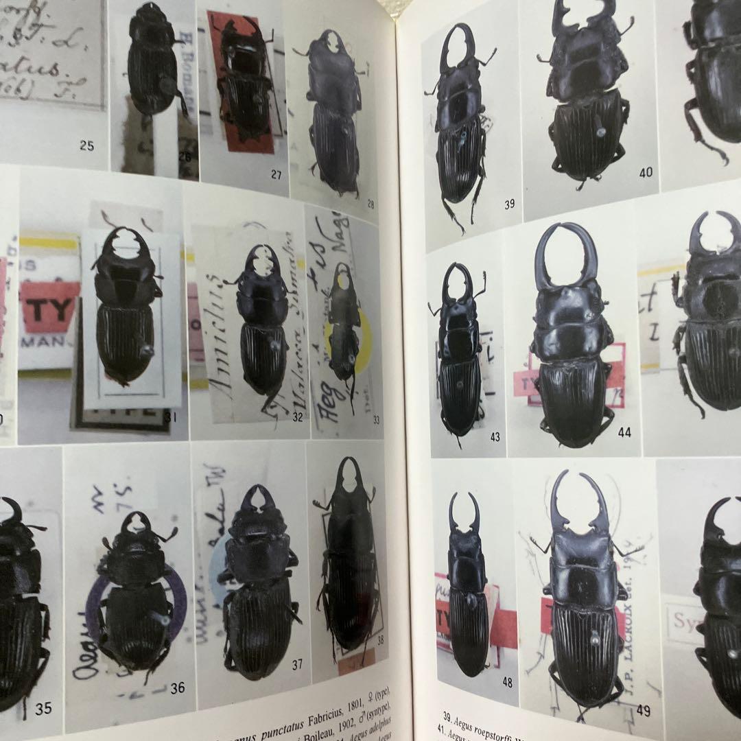 だ*ノ様 世界のクワガタムシ大図鑑