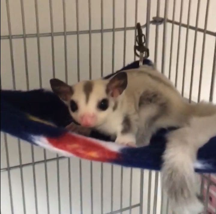 三角コーナーハンモック（迷彩柄）  春・秋仕様   2枚組  1200円