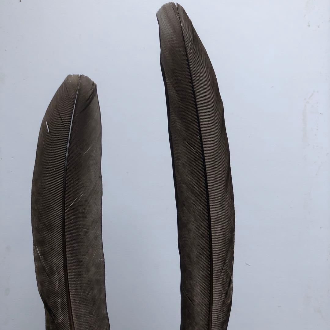 【H-40】天然　鳥　羽・羽根25枚★消毒済★