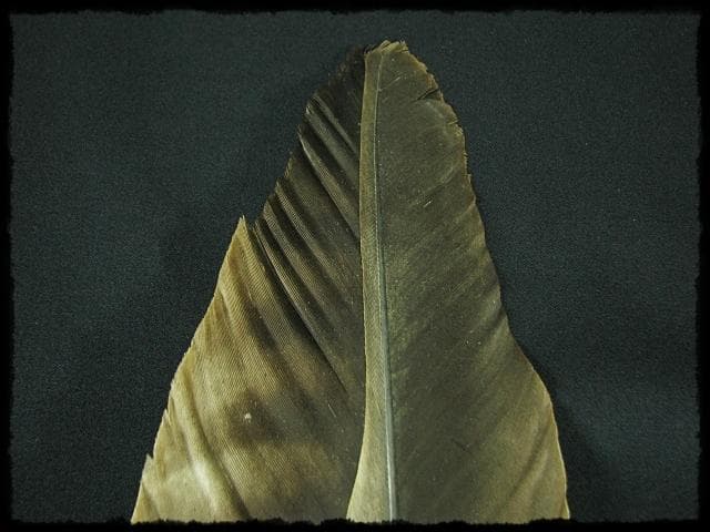 座掃 御羽箒 箒博 六ツ羽根 大掃込 茶道具 水屋道具 共箱 f321