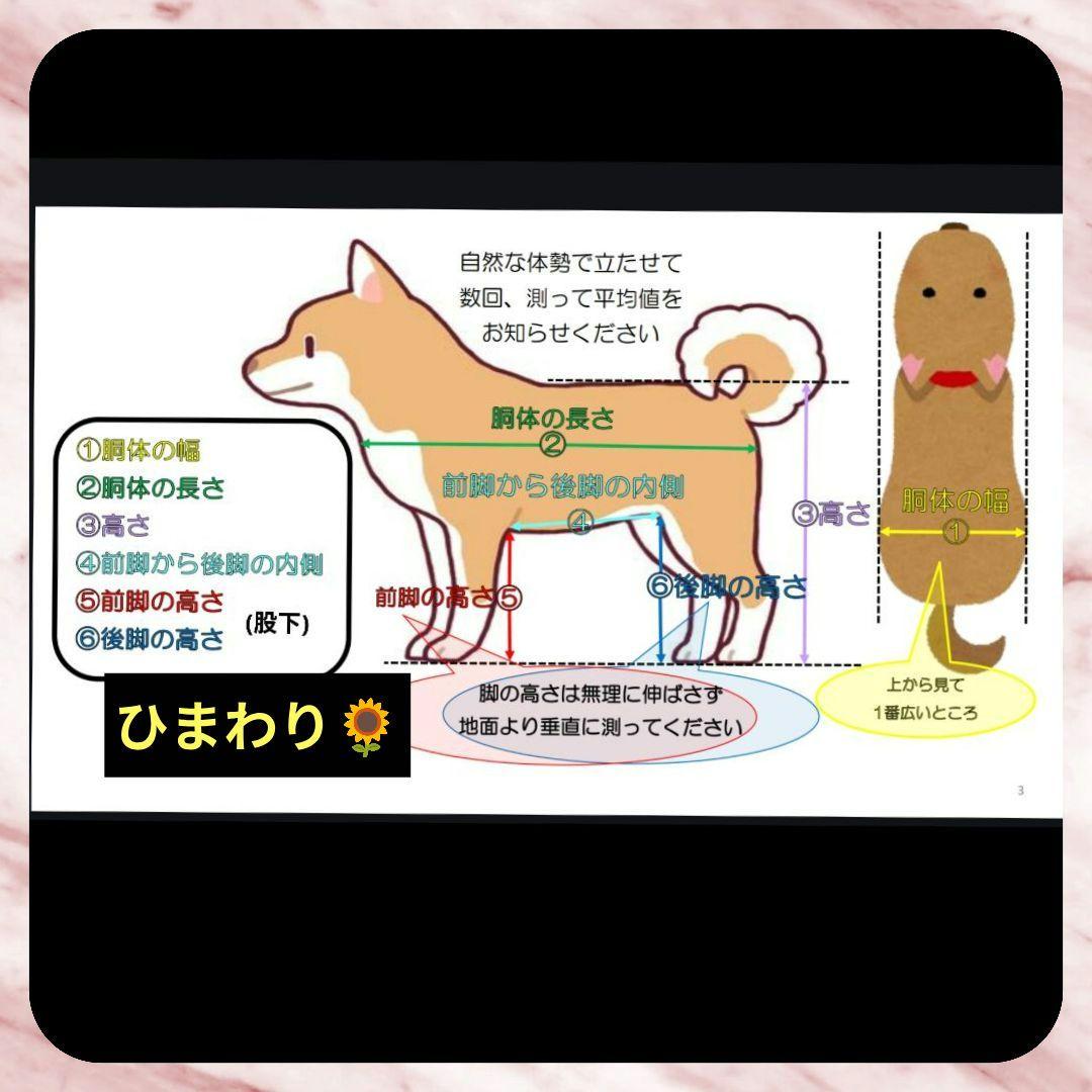 ヨーキー4輪　リハビリ　食事補助　犬用車椅子　介護用　犬の歩行器