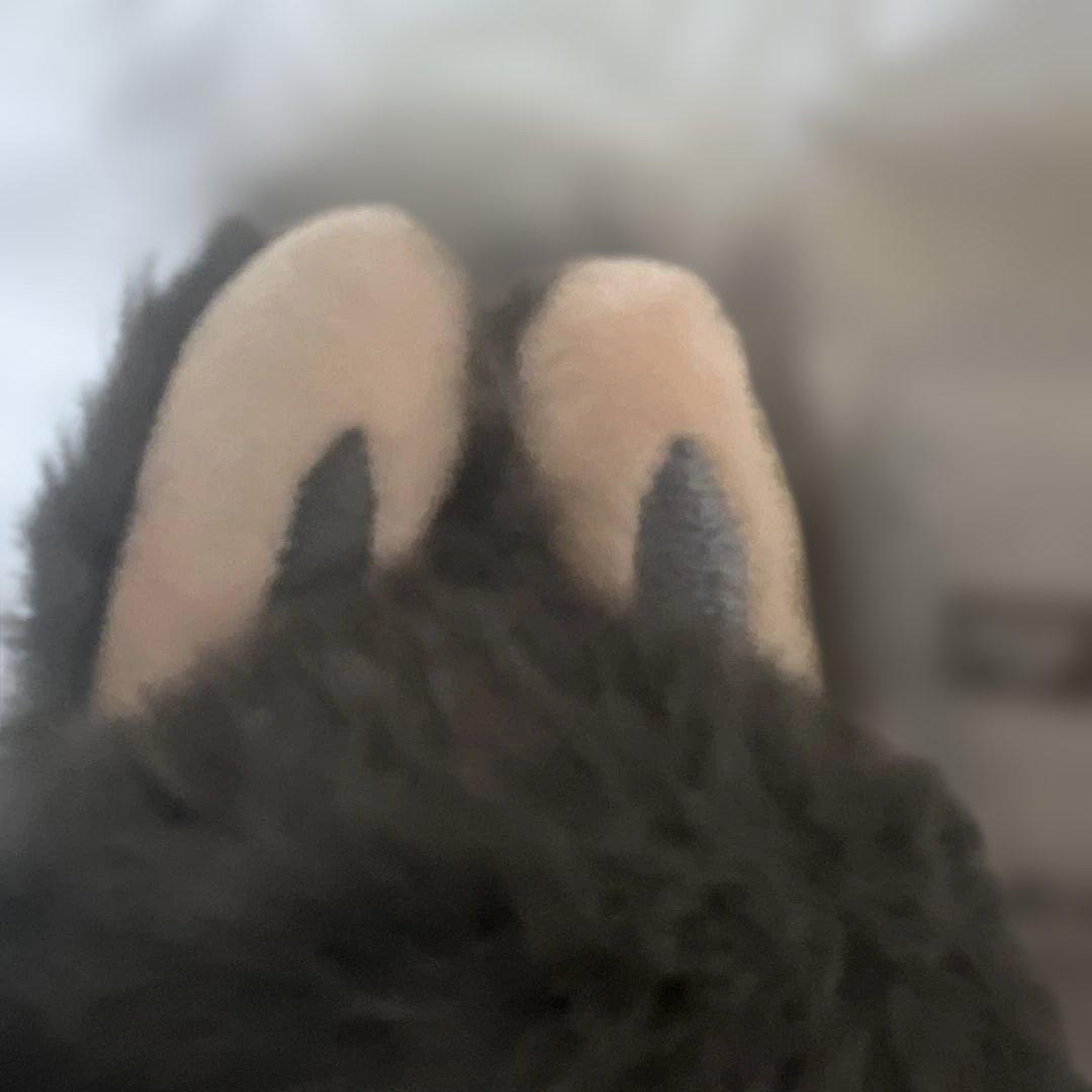 あ*こ様 【正規品】Labubu Big into Energy ラブブ シーク