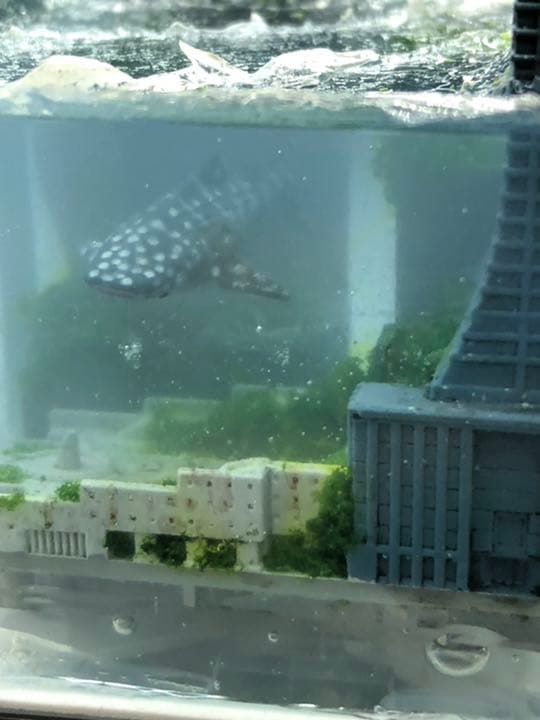 水没ジオラマ　廃墟ビルに泳ぐジンベイザメ