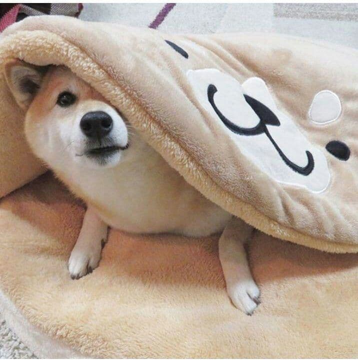 10点ペット ベッド 柴犬ハウス 犬ドーム型   マット付き ふわふわ 柔ら(