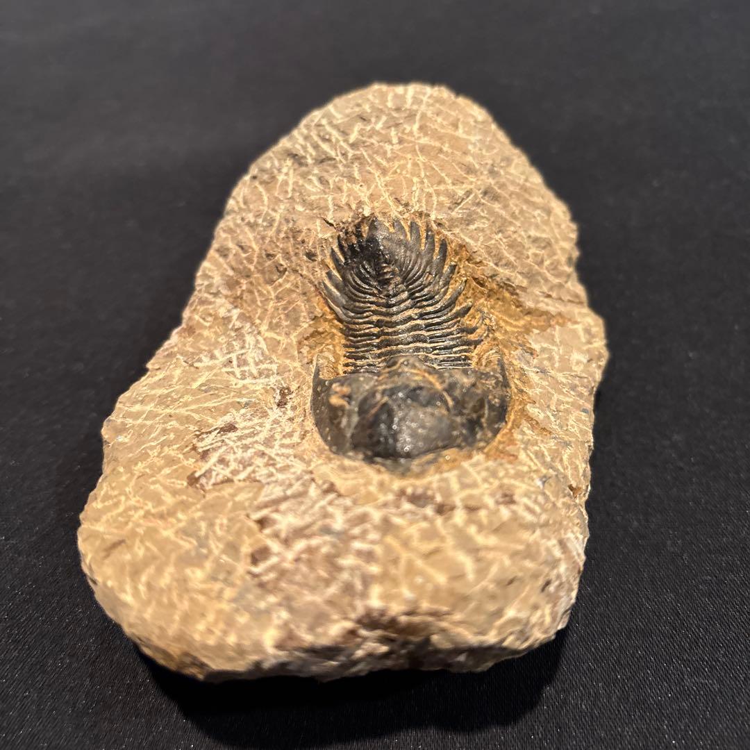 三葉虫化石　ただ今発見