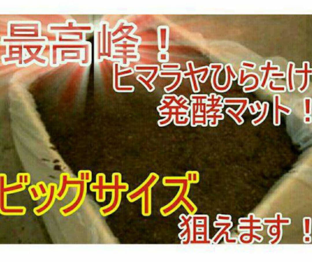 送料無料！カブトムシ幼虫の餌！栄養価抜群なので大きくなります！クワガタにも使える