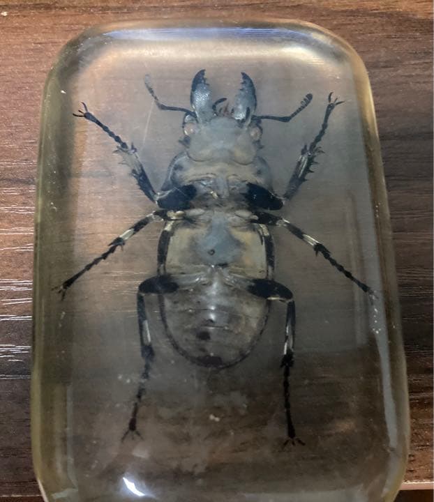 レジン　オウゴンオニクワガタとカミキリムシ(？)