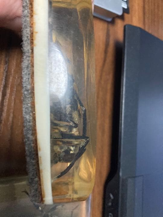 レジン　オウゴンオニクワガタとカミキリムシ(？)