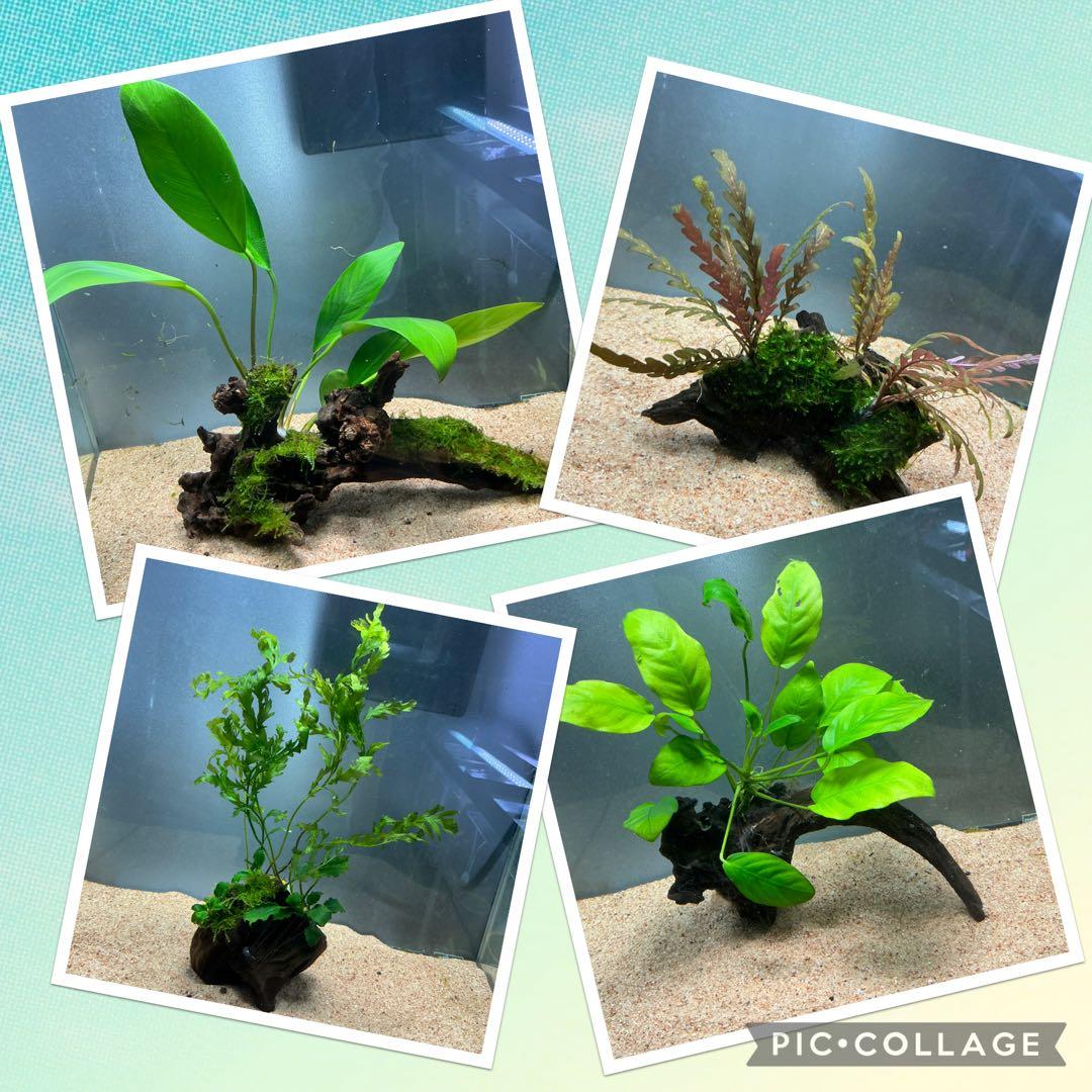 ☆atsupapa☆様 リクエスト 4点 まとめ商品　水草