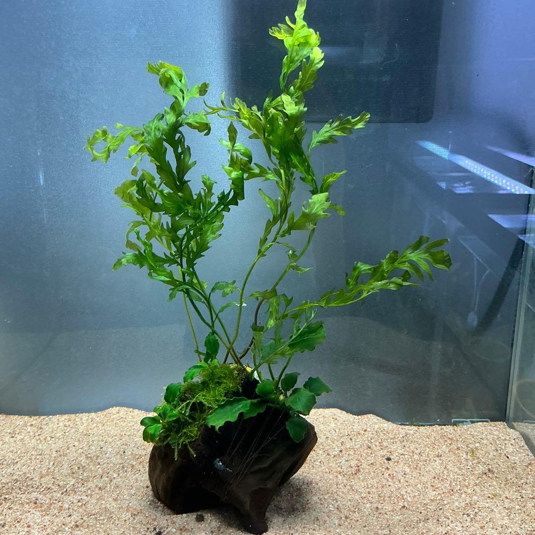 ☆atsupapa☆様 リクエスト 4点 まとめ商品　水草