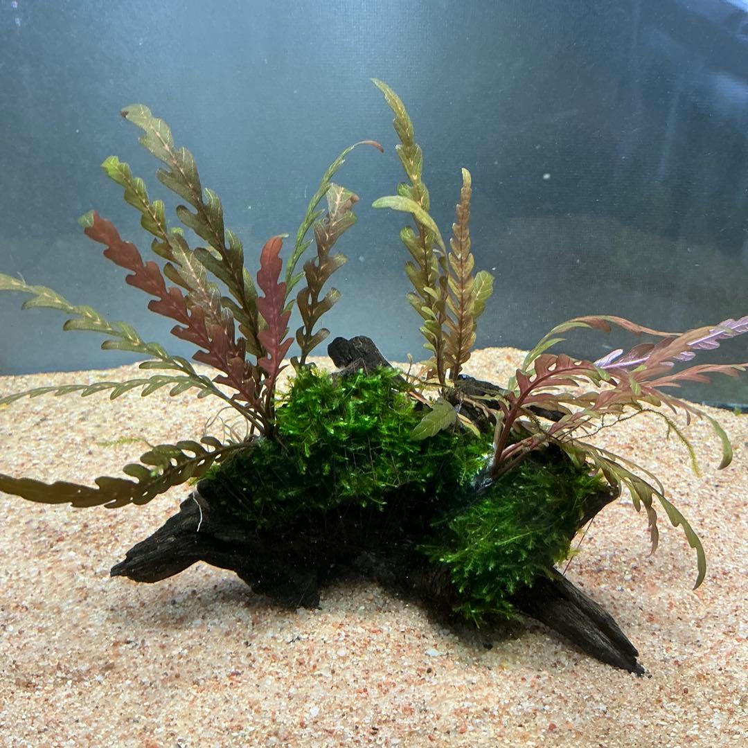 ☆atsupapa☆様 リクエスト 4点 まとめ商品　水草