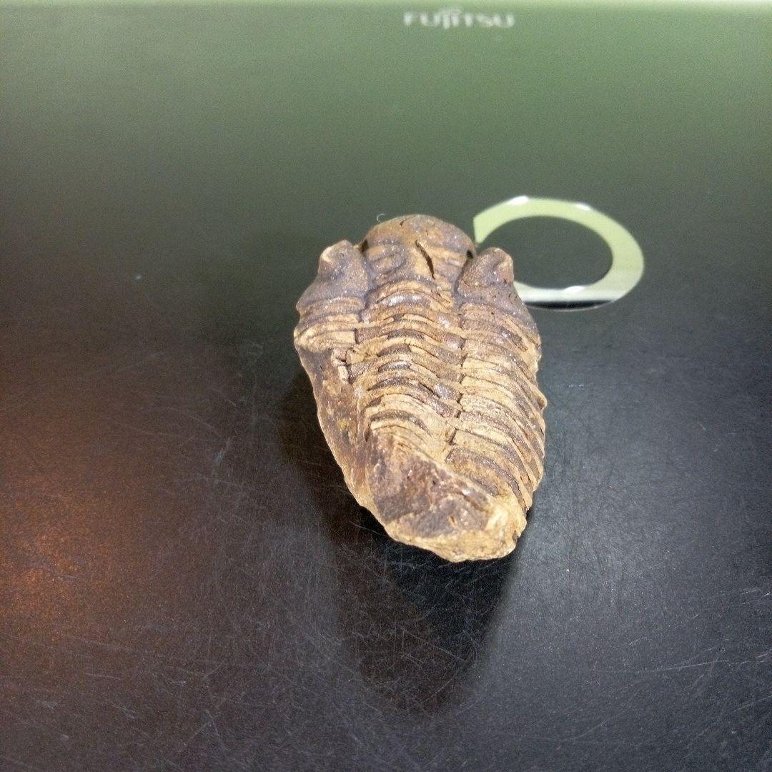 三葉虫　化石　fossil　ボリビア産　trilobite　ノジュール判別⑥