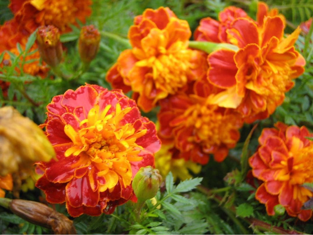 ☆動作OK Canon IXY DIGITAL L2 プラチナシルバー