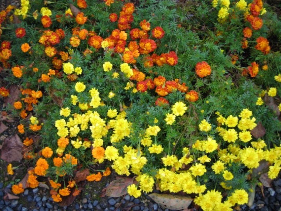 ☆動作OK Canon IXY DIGITAL L2 プラチナシルバー