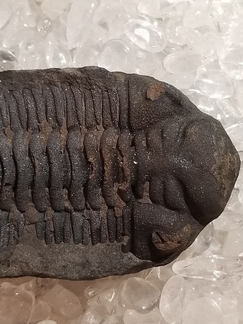 【自由研究にイチオシ！】 三葉虫 〜カンブリア紀〜 『結晶化された化石』