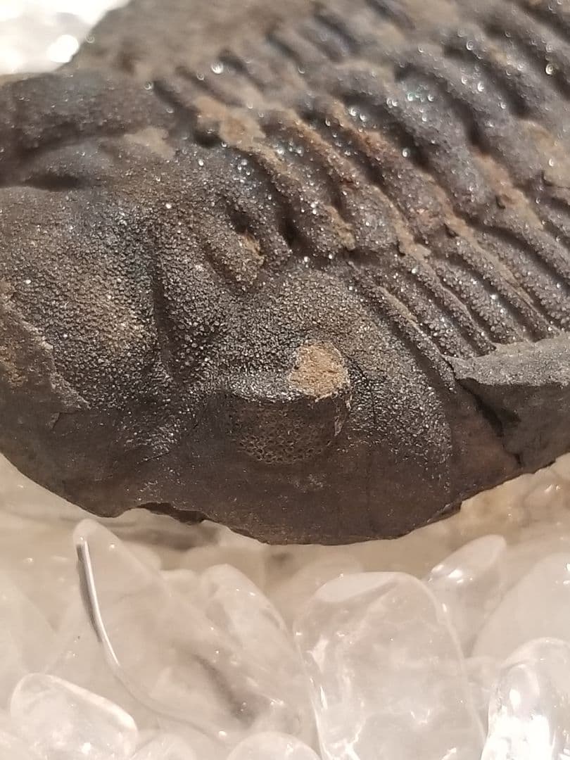 【自由研究にイチオシ！】 三葉虫 〜カンブリア紀〜 『結晶化された化石』