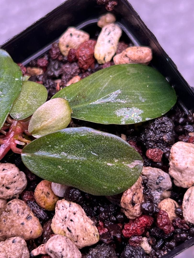 水草 Bucephalandra sp. Mahakam VarPink