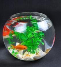 金魚鉢 ガラス製 花瓶 アクアリウム テラリウム ４０ｃｍ 新品訳あり