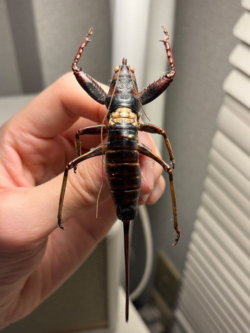 【特大♀】マッチョキリギリス コロギス リオック ロブスター　標本