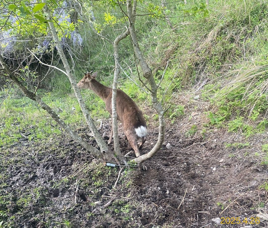 鹿肉　9キロ　真空冷凍　送料無料