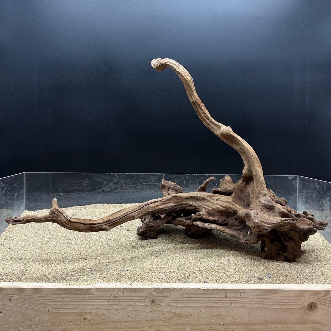 MSRW-7168 天然流木1点物　スリムウッド　アクアリウム