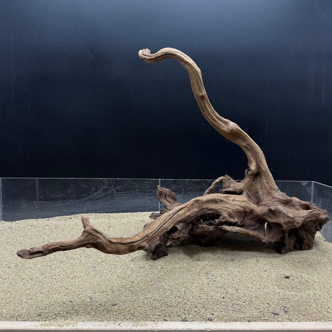 MSRW-7168 天然流木1点物　スリムウッド　アクアリウム