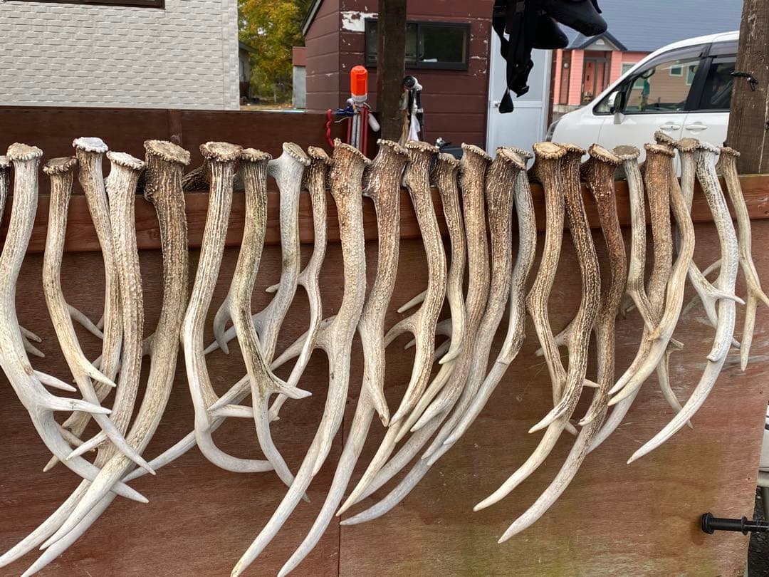 クラフト　蝦夷鹿のツノ　37本分34キロ