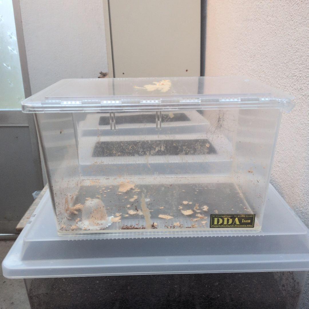 幼虫飼育用プラスチック容器4個セット