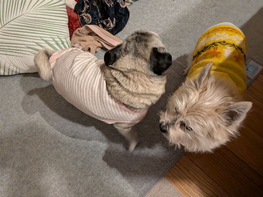 りんね様確認ページ