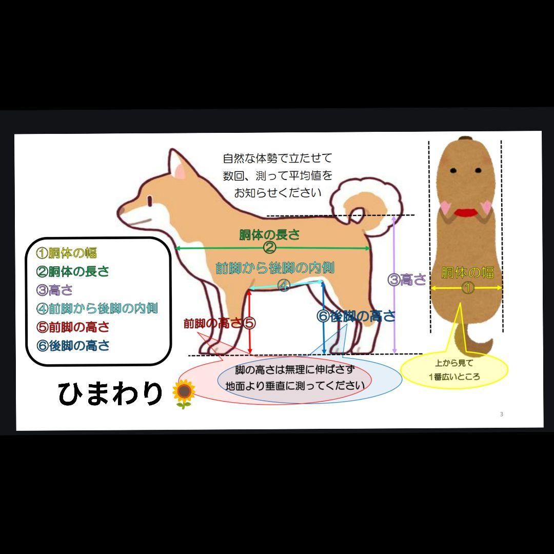黒柴4輪　リハビリ　食事補助　犬用車椅子　体制維持　犬の歩行器