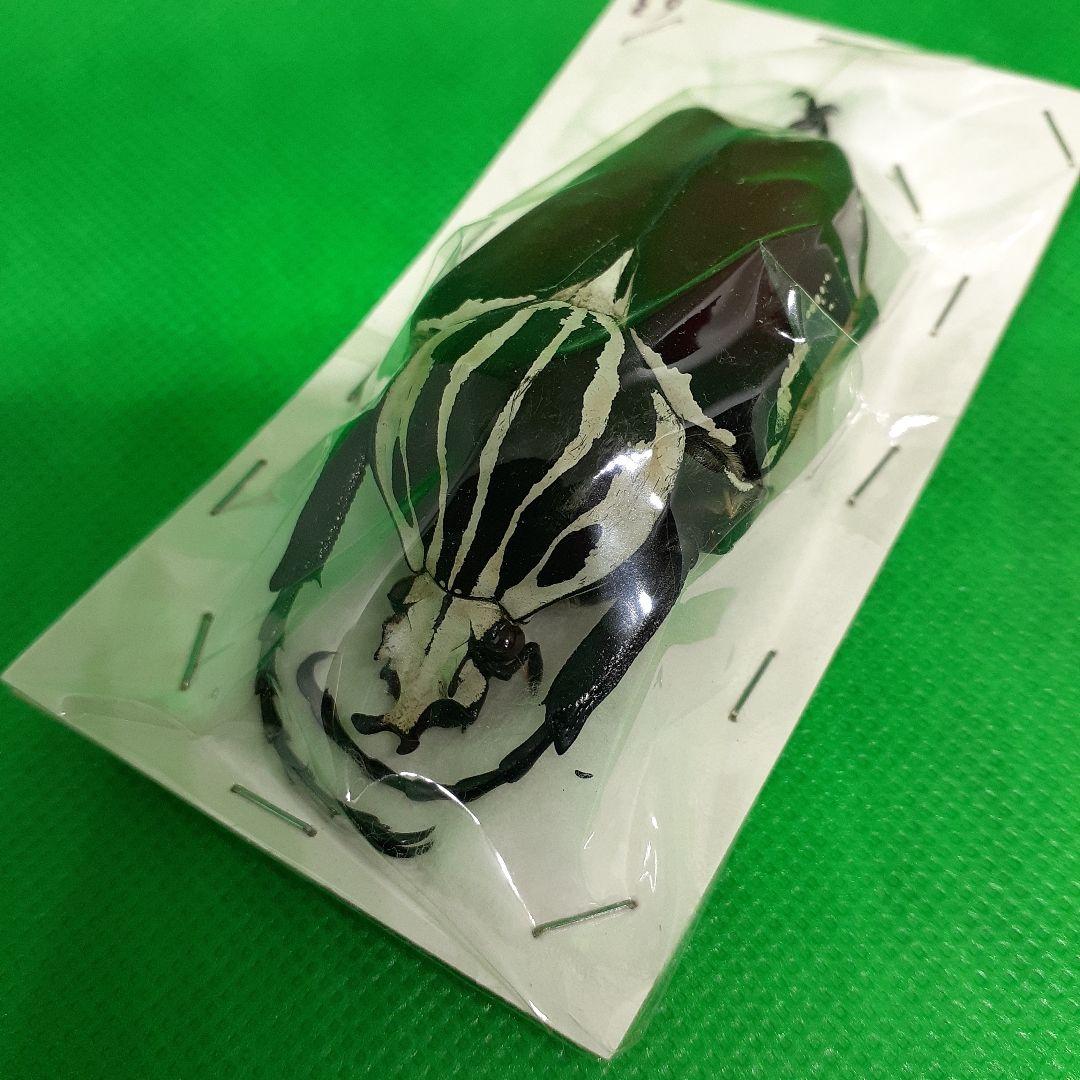 標本 Goliathus goliatus apicalis 65mm CONGO