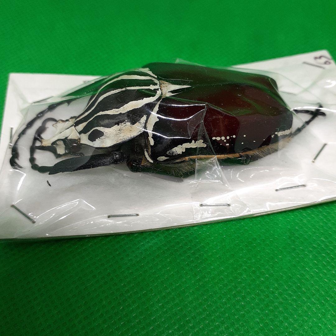 標本 Goliathus goliatus apicalis 65mm CONGO