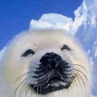 クラッシュオブリベリオンカード