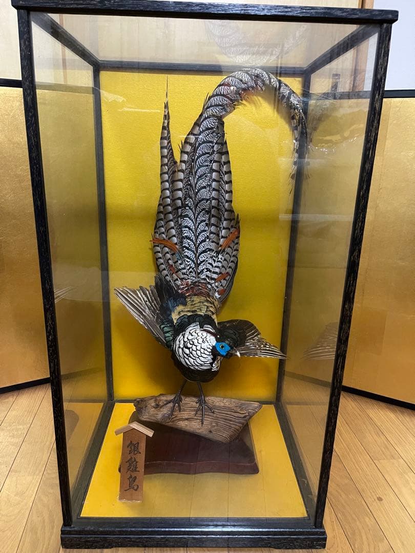 銀鶏鳥‼️美品‼️剥製‼️希少‼️高級品‼️ガラスケース付き‼️激安破壊出品‼️送料無料‼️