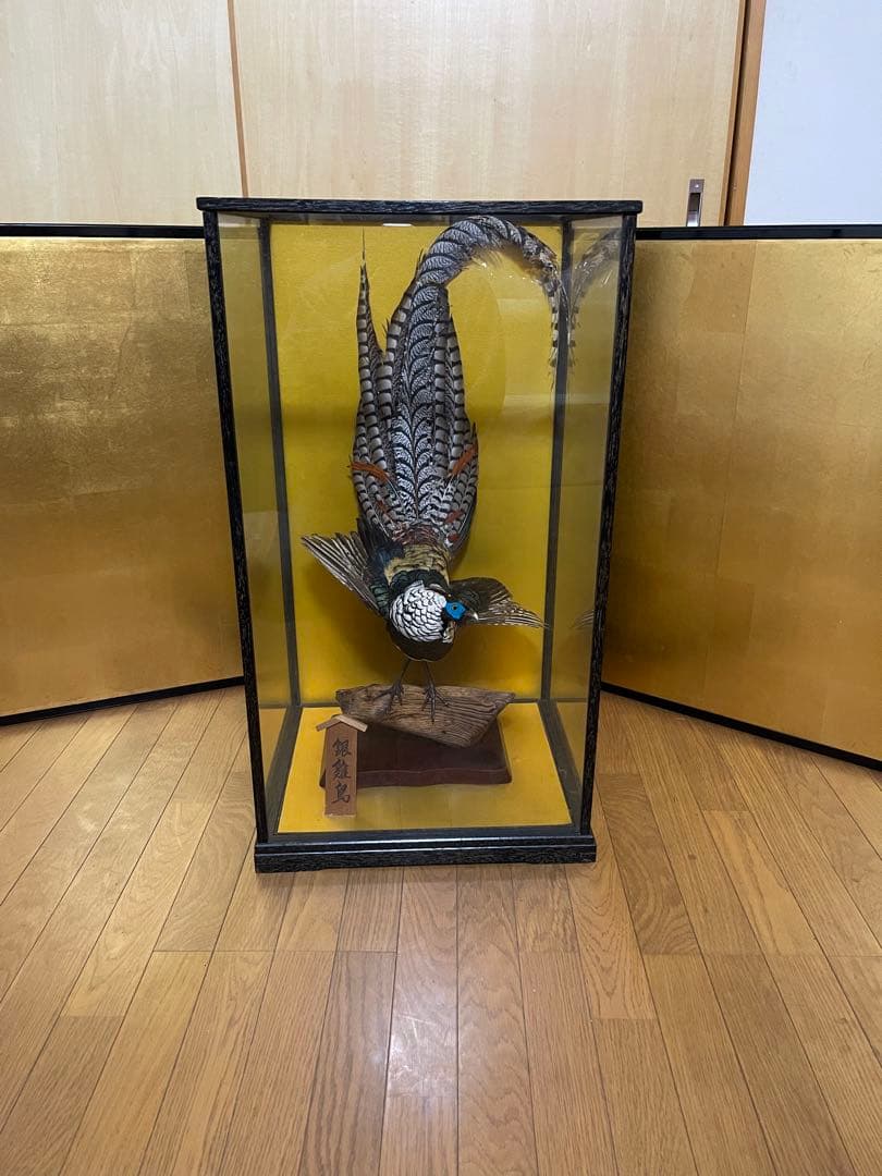 銀鶏鳥‼️美品‼️剥製‼️希少‼️高級品‼️ガラスケース付き‼️激安破壊出品‼️送料無料‼️