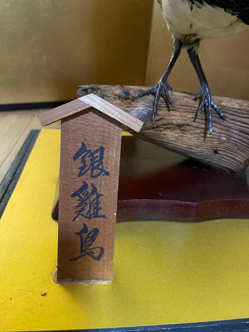 銀鶏鳥‼️美品‼️剥製‼️希少‼️高級品‼️ガラスケース付き‼️激安破壊出品‼️送料無料‼️