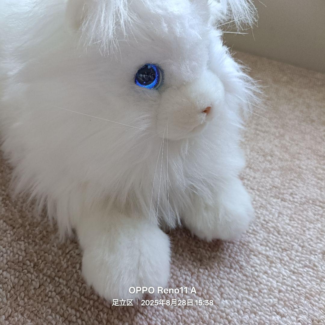 KIMIT ラグドール(ホワイト)